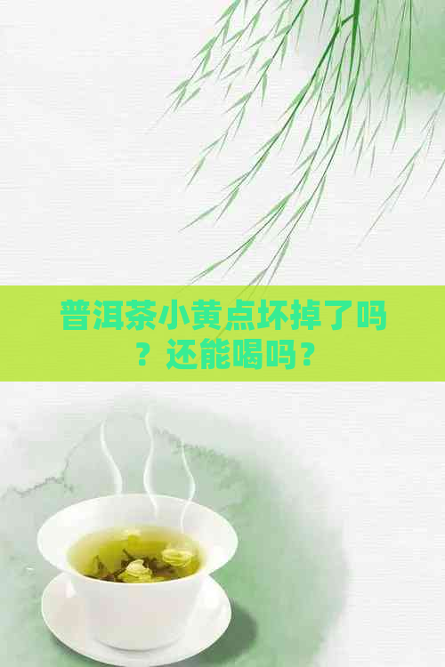 普洱茶小黄点坏掉了吗？还能喝吗？