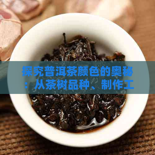 探究普洱茶颜色的奥秘：从茶树品种、制作工艺到存条件的影响