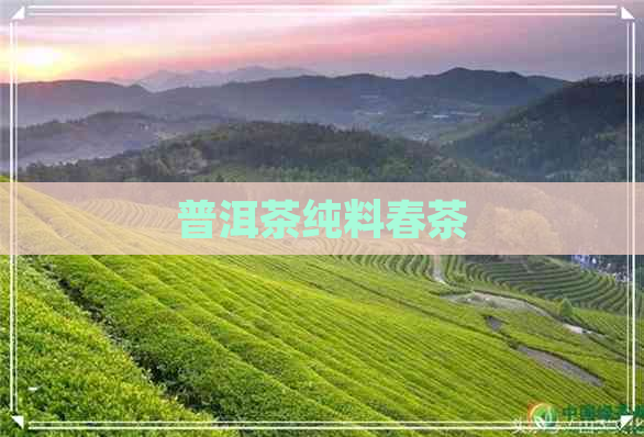 普洱茶纯料春茶