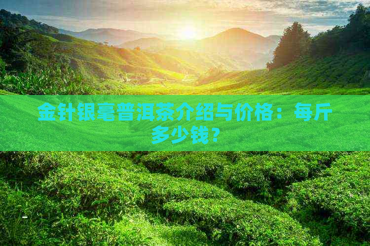 金针银毫普洱茶介绍与价格：每斤多少钱？