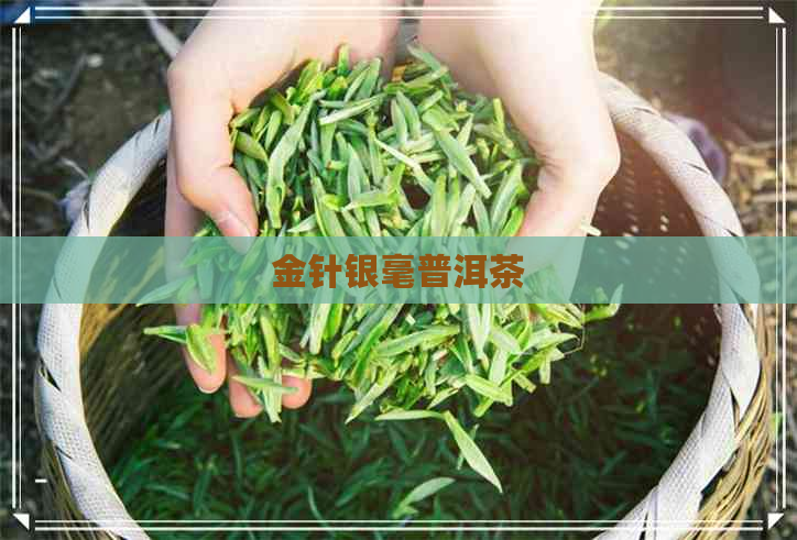 金针银毫普洱茶