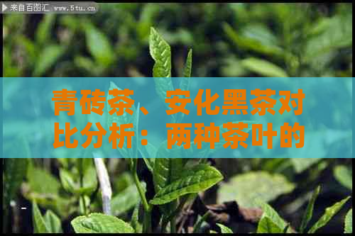 青砖茶、安化黑茶对比分析：两种茶叶的异同与区别解析