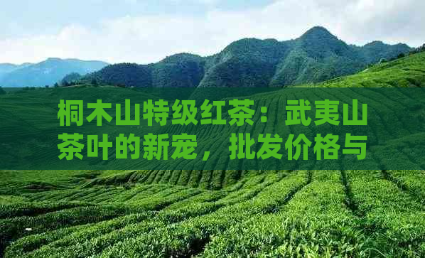 桐木山特级红茶：武夷山茶叶的新宠，批发价格与同步