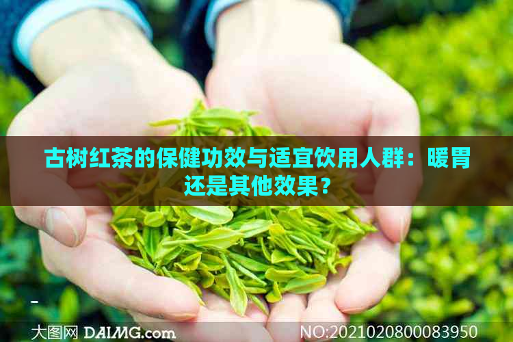 古树红茶的保健功效与适宜饮用人群：暖胃还是其他效果？