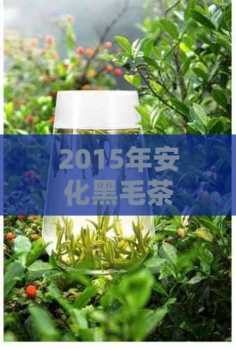 2015年安化黑毛茶茯砖茶价格行情分析，批发渠道与湖南特产茶叶推荐