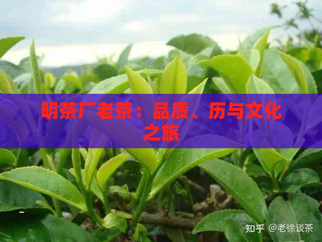 明茶厂老茶：品质、历与文化之旅