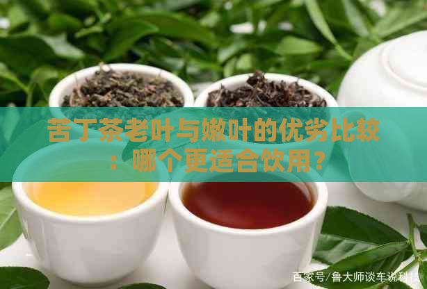 苦丁茶老叶与嫩叶的优劣比较：哪个更适合饮用？