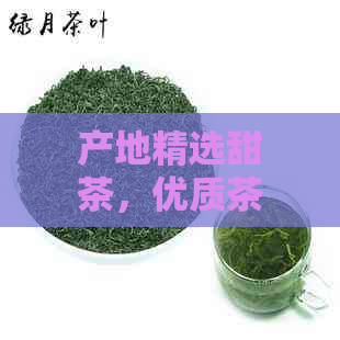 产地精选甜茶，优质茶叶批发价格，促销活动进行中