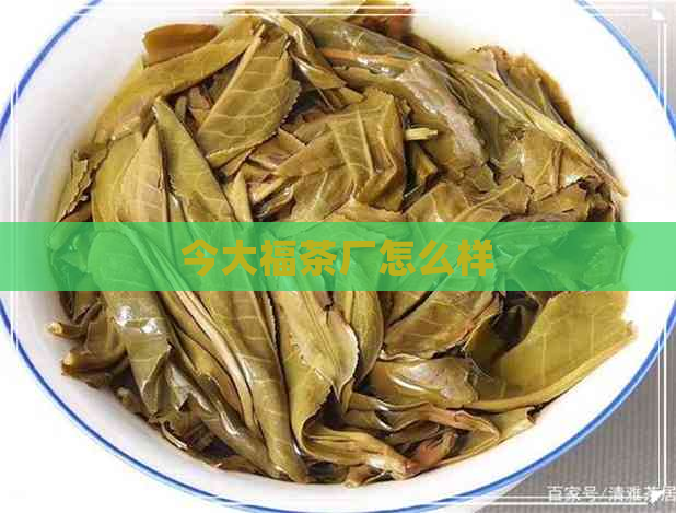 今大福茶厂怎么样