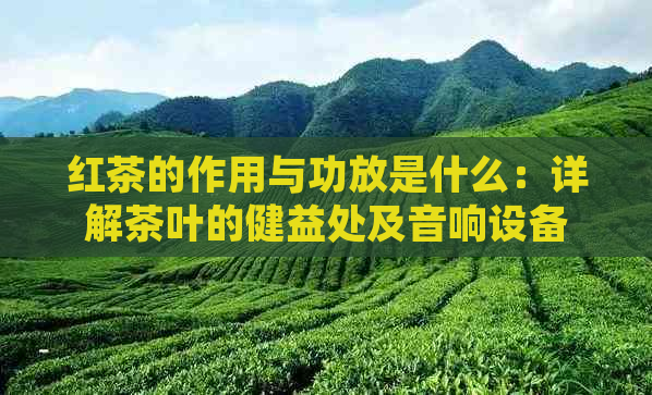 红茶的作用与功放是什么：详解茶叶的健益处及音响设备的重要性