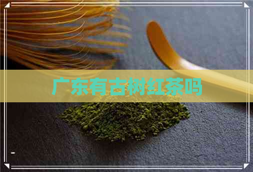 广东有古树红茶吗