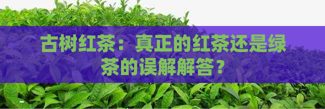 古树红茶：真正的红茶还是绿茶的误解解答？