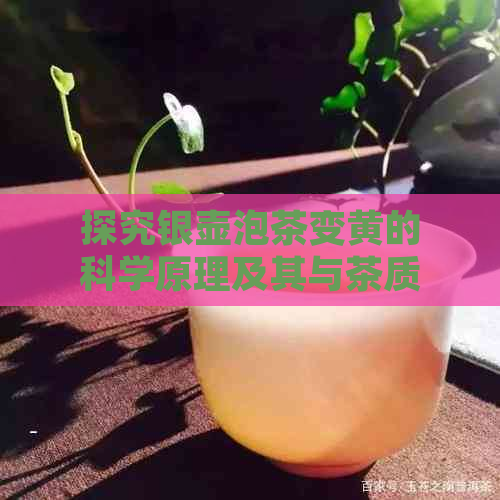 探究银壶泡茶变黄的科学原理及其与茶质的关系