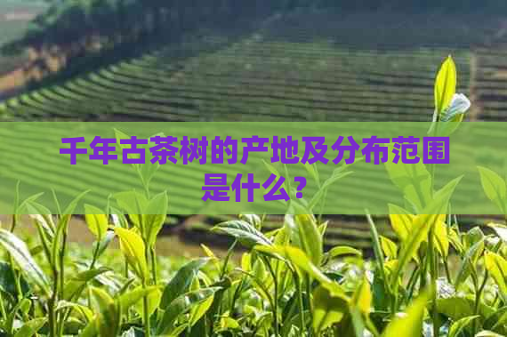 千年古茶树的产地及分布范围是什么？