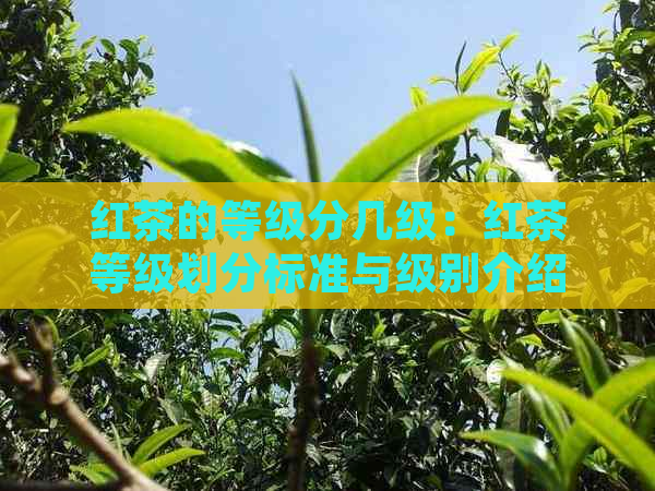 红茶的等级分几级：红茶等级划分标准与级别介绍