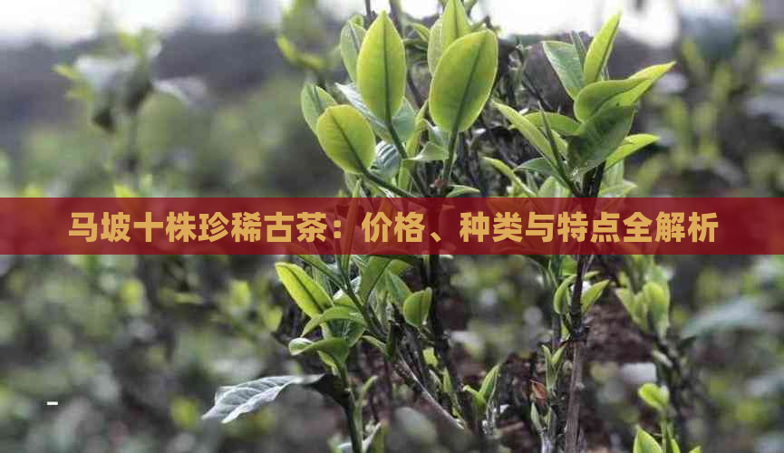 马坡十株珍稀古茶：价格、种类与特点全解析