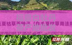 福鼎白牡丹茶产地批发价格及促销活动，阿里茶叶货源精选