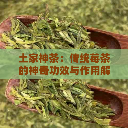 土家神茶：传统莓茶的神奇功效与作用解析