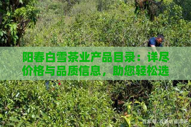 阳春白雪茶业产品目录：详尽价格与品质信息，助您轻松选购！