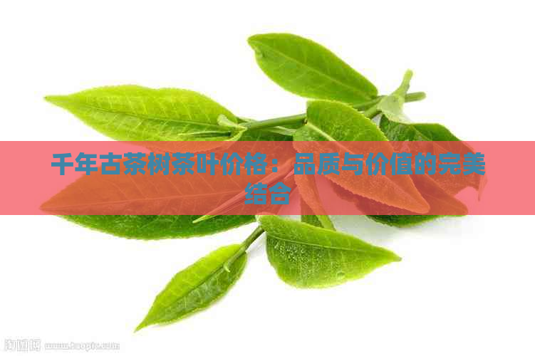 千年古茶树茶叶价格：品质与价值的完美结合