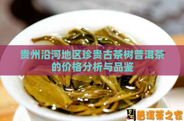 贵州沿河地区珍贵古茶树普洱茶的价格分析与品鉴