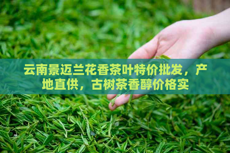 云南景迈兰花香茶叶特价批发，产地直供，古树茶香醇价格实