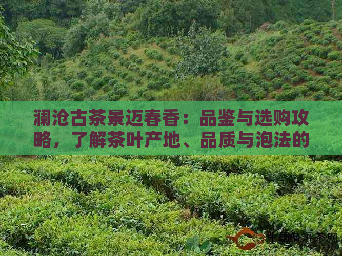 澜沧古茶景迈春香：品鉴与选购攻略，了解茶叶产地、品质与泡法的全方位指南