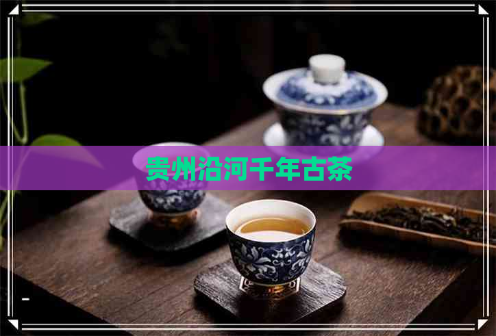 贵州沿河千年古茶