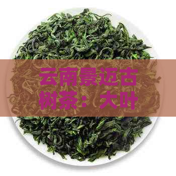 云南景迈古树茶：大叶与小叶种普洱茶的特点对比