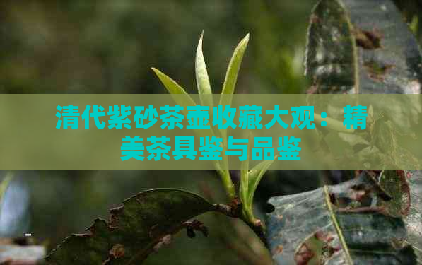 清代紫砂茶壶收藏大观：精美茶具鉴与品鉴