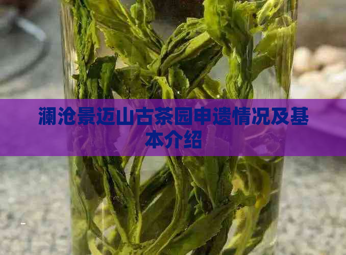 澜沧景迈山古茶园申遗情况及基本介绍