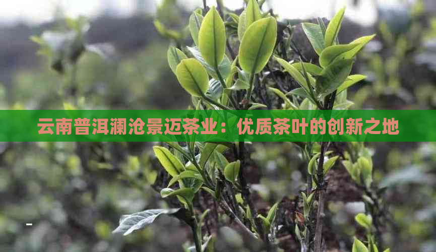 云南普洱澜沧景迈茶业：优质茶叶的创新之地