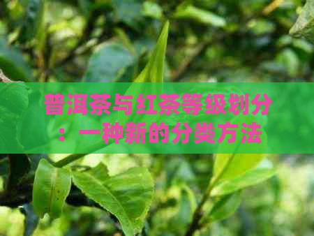 普洱茶与红茶等级划分：一种新的分类方法