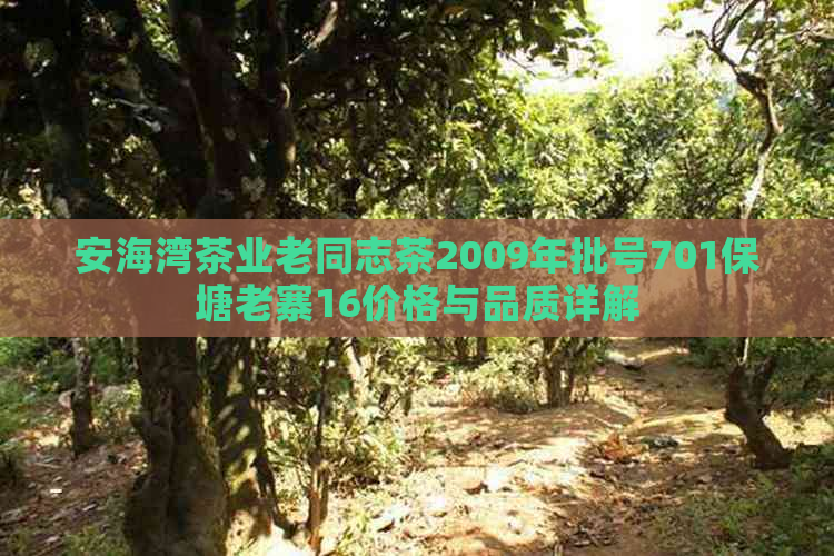 安海湾茶业老同志茶2009年批号701保塘老寨16价格与品质详解