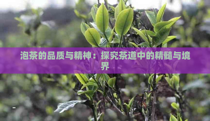 泡茶的品质与精神：探究茶道中的精髓与境界