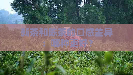 新茶和陈茶的口感差异：哪种更好？