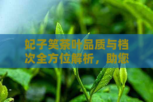 妃子笑茶叶品质与档次全方位解析，助您轻松挑选最适合的茶叶