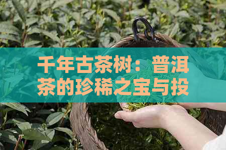 千年古茶树：普洱茶的珍稀之宝与投资价值探究