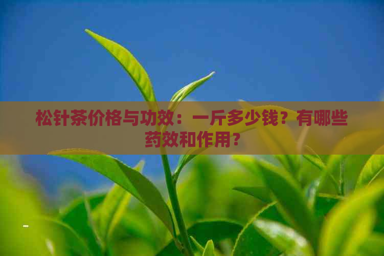 松针茶价格与功效：一斤多少钱？有哪些药效和作用？