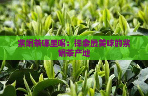 紫娟茶哪里喝：探索最美味的紫娟茶产地