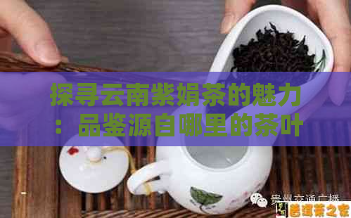 探寻云南紫娟茶的魅力：品鉴源自哪里的茶叶