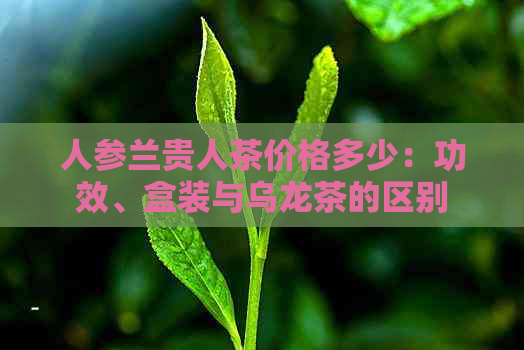 人参兰贵人茶价格多少：功效、盒装与乌龙茶的区别