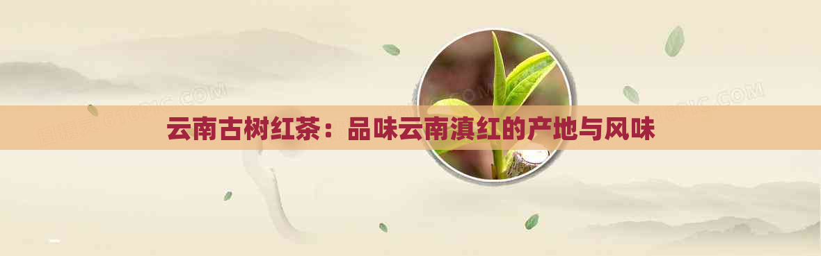 云南古树红茶：品味云南滇红的产地与风味