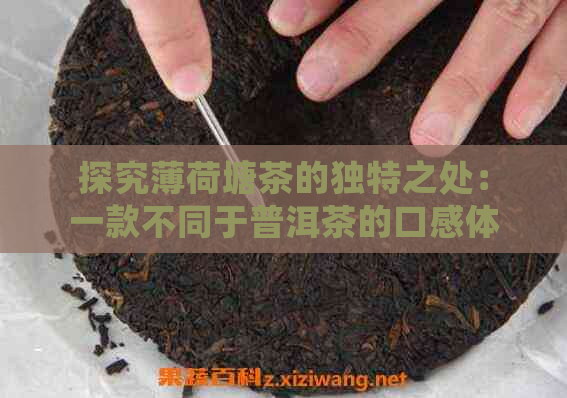 探究薄荷塘茶的独特之处：一款不同于普洱茶的口感体验