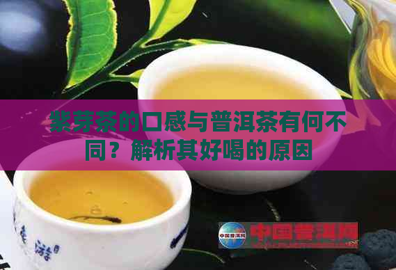 紫芽茶的口感与普洱茶有何不同？解析其好喝的原因