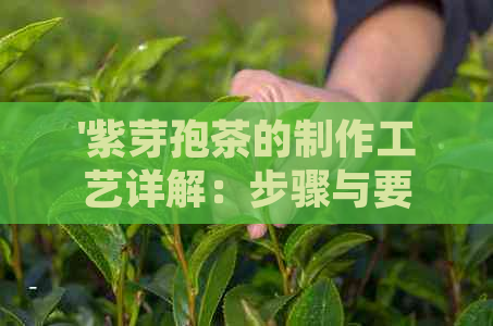 '紫芽孢茶的制作工艺详解：步骤与要点'