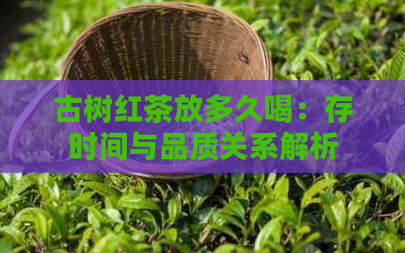 古树红茶放多久喝：存时间与品质关系解析