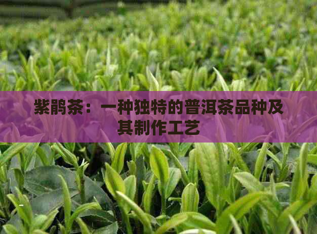 紫鹃茶：一种独特的普洱茶品种及其制作工艺