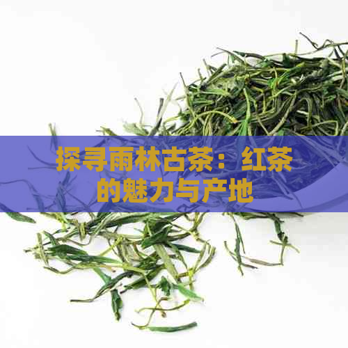 探寻雨林古茶：红茶的魅力与产地