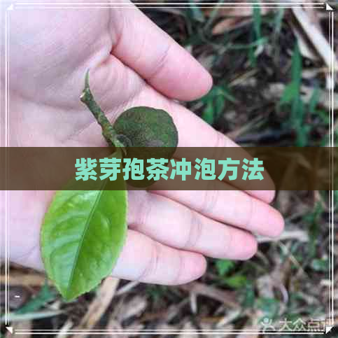 紫芽孢茶冲泡方法